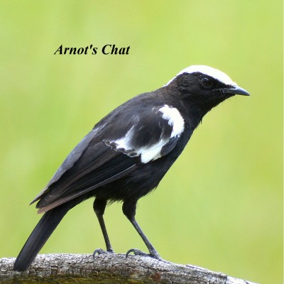 Arnot's Chat